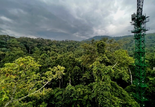 Leaf Economic Strategies Drive Global Variation in Plant Responses to Phosphorus Enrichment