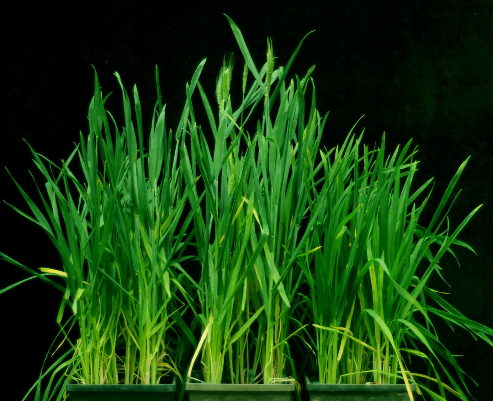 Chinese Scientists Discover Genetic 