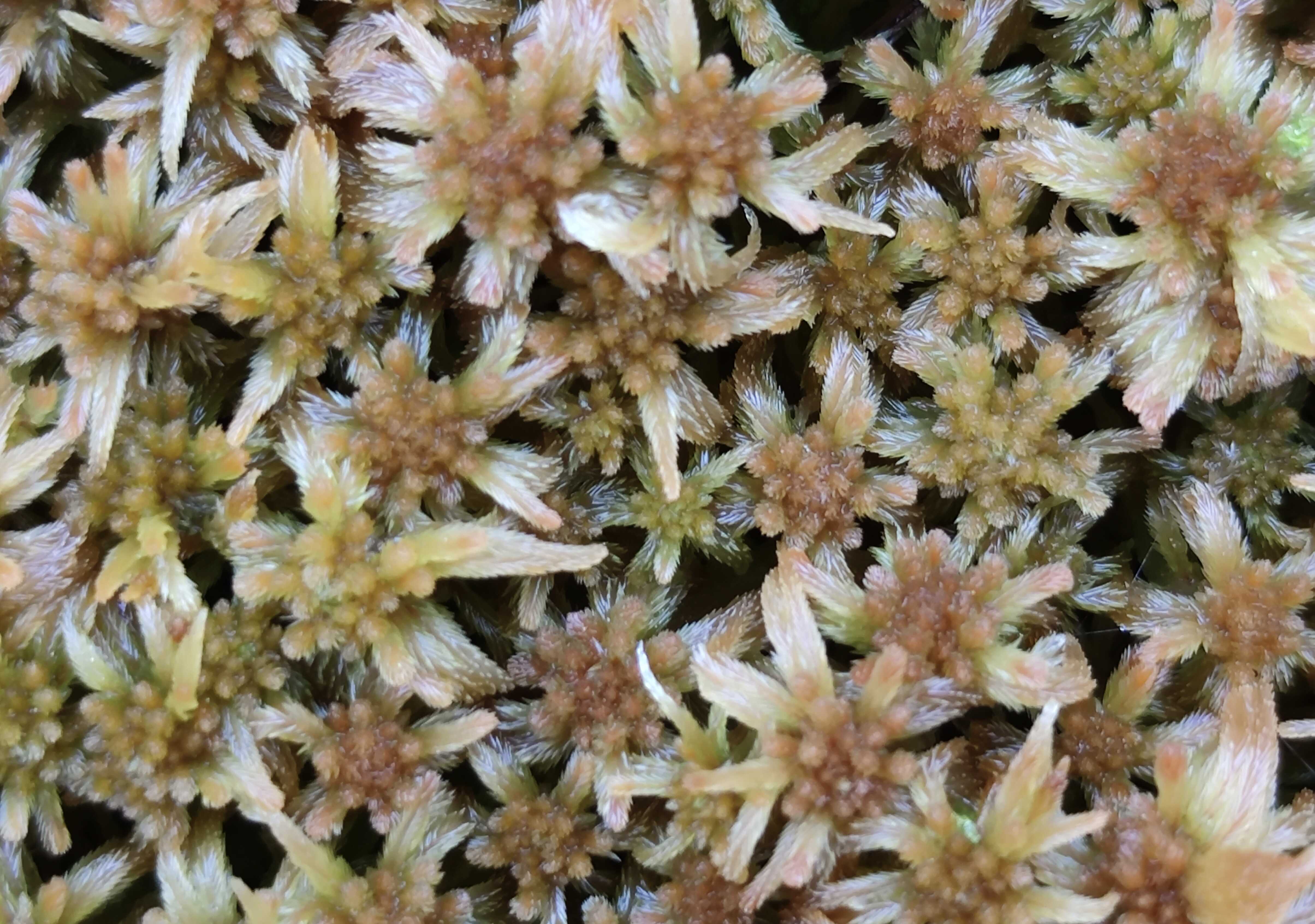 Scientists Report Increased Rather Than Decreased Soil Carbon Accumulation in Boreal Sphagnum Peatlands Under Warming
