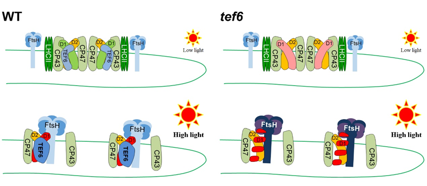 Elucidation of the Molecular Mechanism of TEF6 in Regulating High-Light-Induced PSII Repair