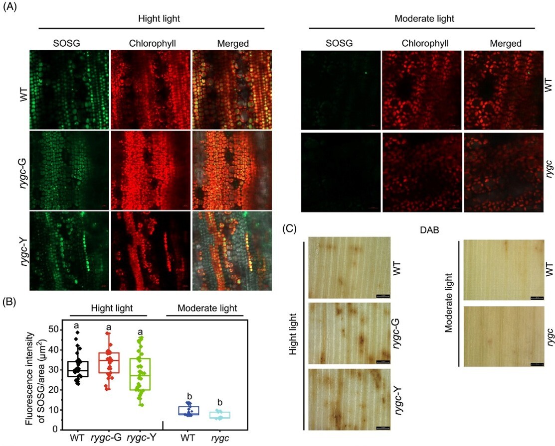 Scientists Discovered Regulatory Mechanisms of Photoprotection and Normal Chloroplast Development in Maize