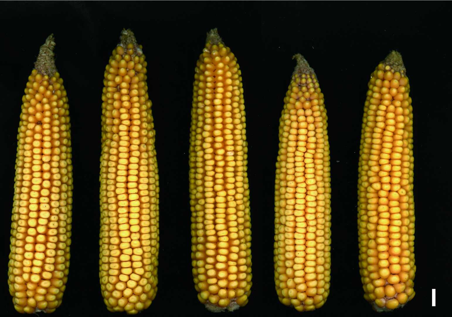 Scientists Discovered Regulatory Mechanisms of Photoprotection and Normal Chloroplast Development in Maize