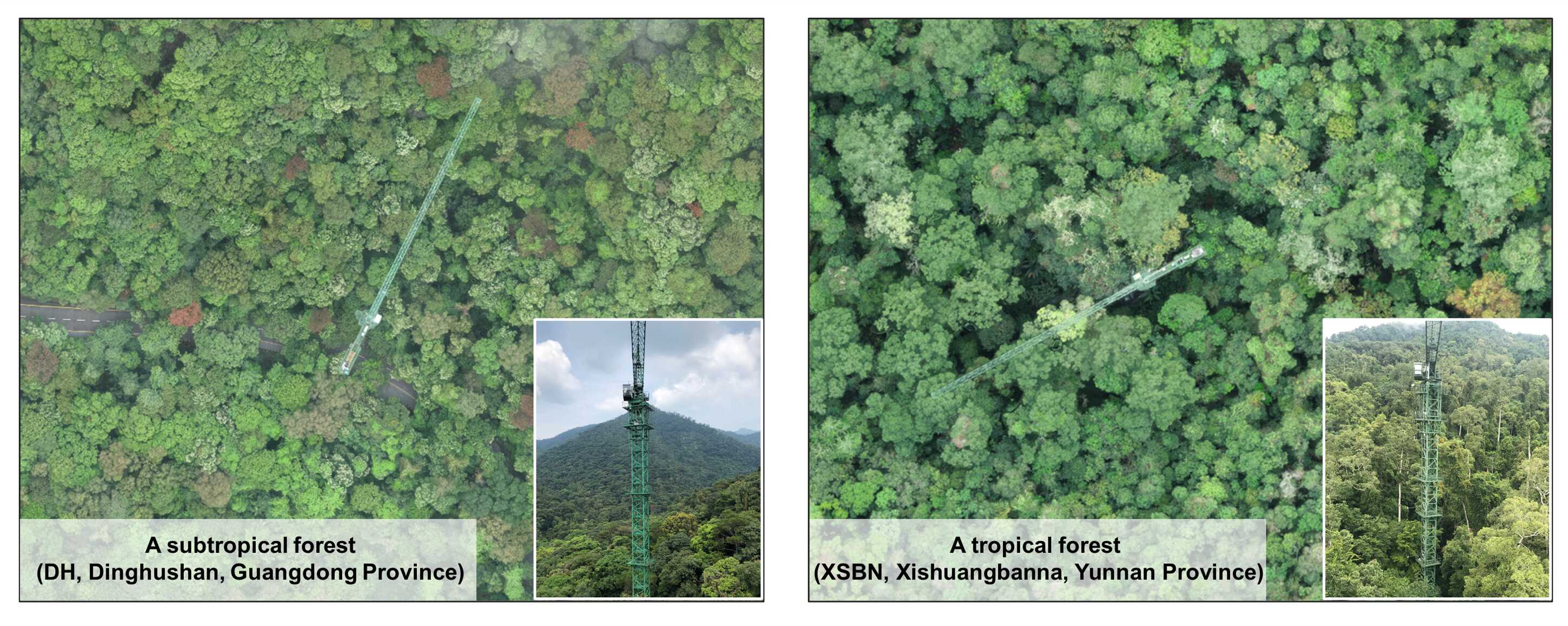 Forest Canopy Leaves Absorb Atmospheric Nitrogen Through Age-Dependent Mechanisms