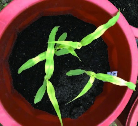 Scientists Discovered Regulatory Mechanisms of Photoprotection and Normal Chloroplast Development in Maize