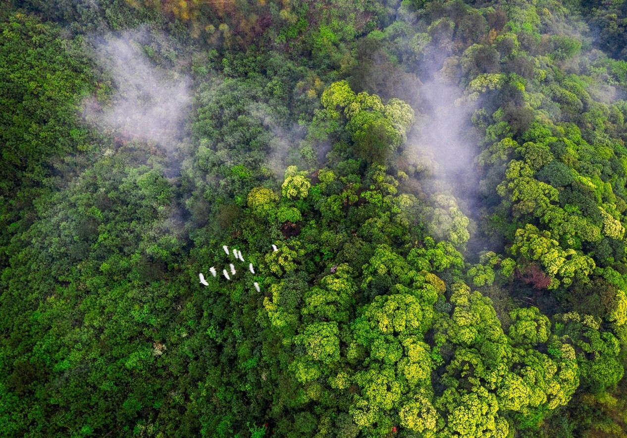Phylogenetically Diverse Central China Proposed as Newest Global Biodiversity Hotspot