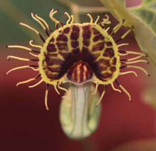 How a Simple Genome Led to Phenotypic Complexity: Insights from Genomic and Epigenomic Studies in Aristolochia fimbriata