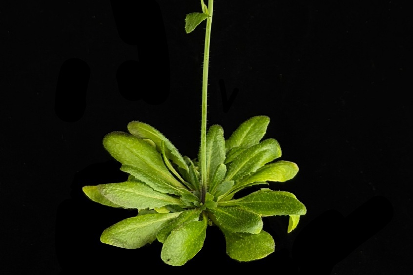 New Insights into the Enigma of Transposable Element Abundance in Arabidopsis