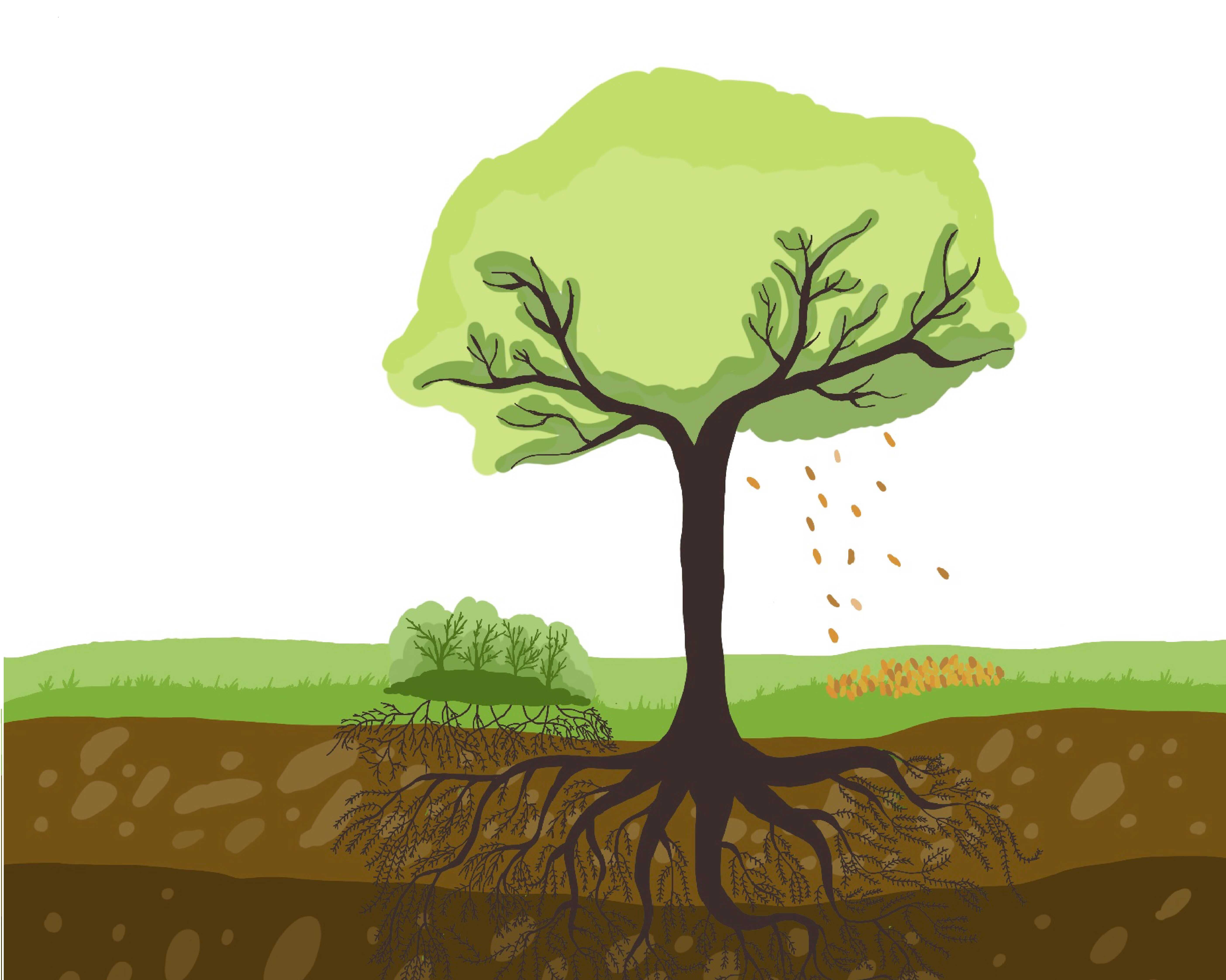 Phosphorus Addition Reshapes Phosphorus Cycling Across Global Terrestrial Ecosystems