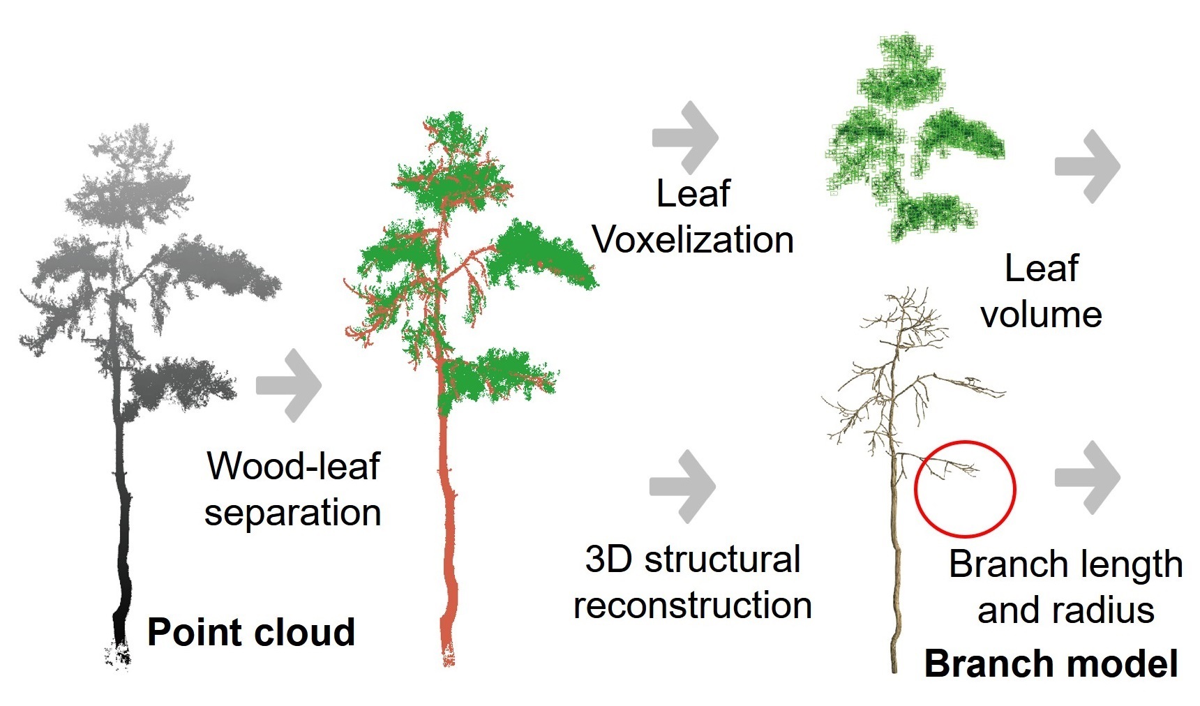 LiDAR Enables Non-destructive Estimation of Tree Above-ground Biomass and Its Components