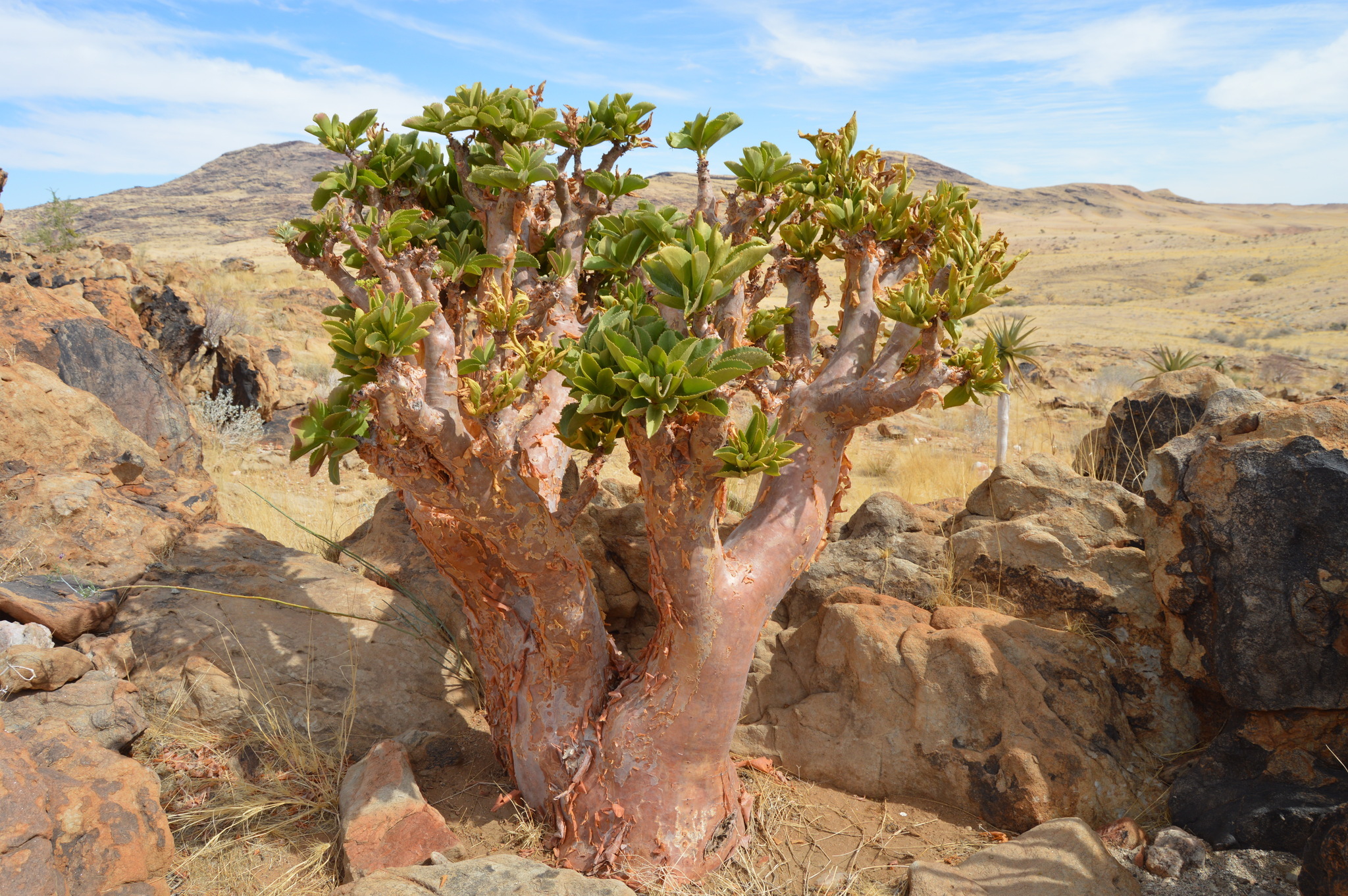A Case Study in Tree Grapes (Cyphostemma) Reveals the Genomic and Ecological Drivers of Arid Adaptation