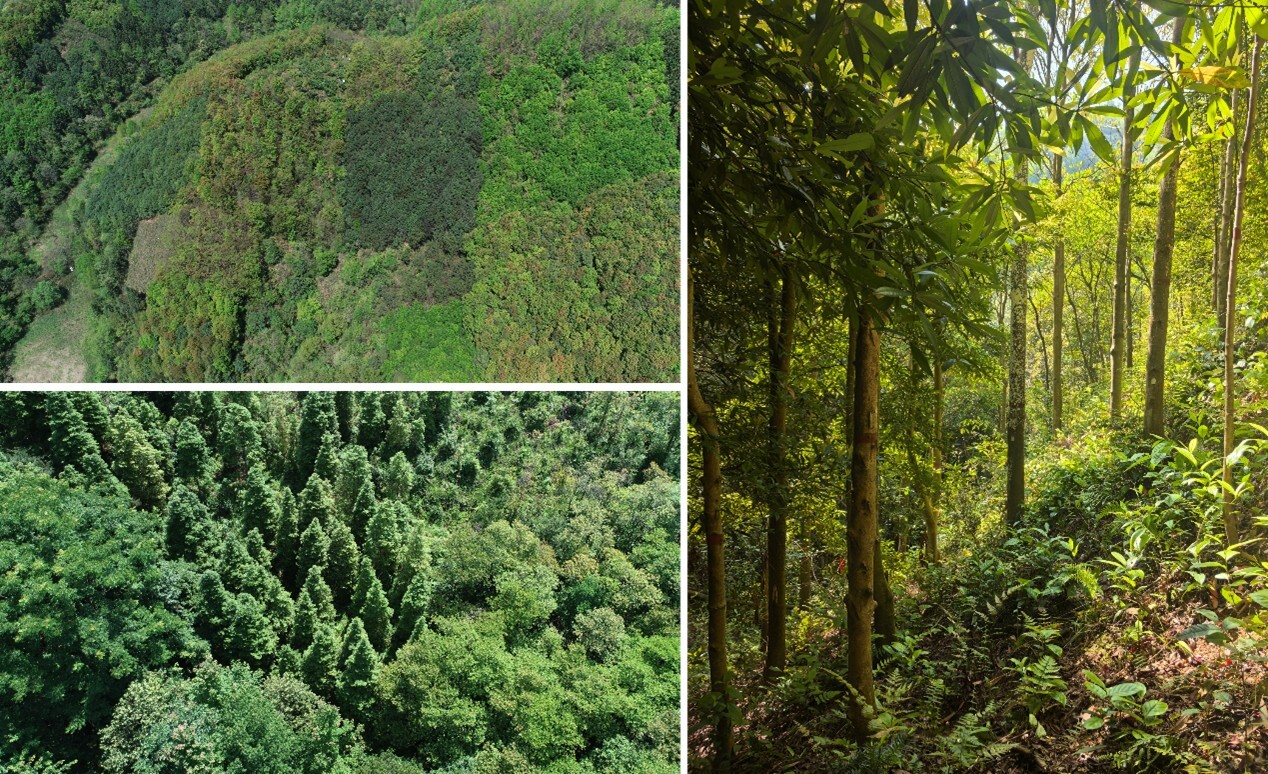 Neighbourhood Diversity Effects on Tree Growth Shift Over Time in Subtropical Forests