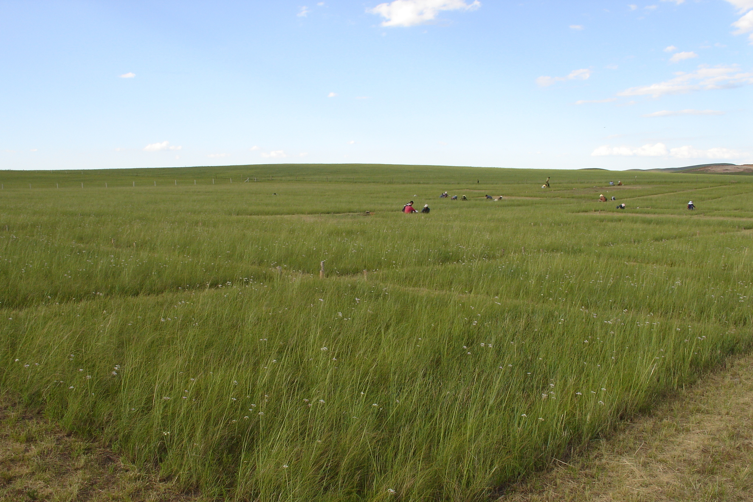 How Does the Biodiversity-productivity Relationship Evolve with Time in Natural Ecosystems?